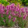 GardenersDream Agastache Rosie Posie Piante da Giardino Pronte per Esterni Pianta Perenne Resistente in Vaso