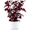 Bonplants Coleus Solenostemon Pianta Ornamentale Vaso 17 cm (Broad Street)