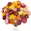 LEIMEND 40Pz Fiori Secchi Decorativi Composizione Fiori Secchi Margherita