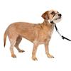 PetSafe - Collare a cavezza Easy Walk per cani di piccola taglia (S), comodo, anti-trazione, con guinzaglio in nylon (incluso) - Nero
