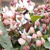 ClematisOnline 2 x Clematis Armandii Apple Blossom (verde sempreverde, rosa, profumo, pluriennale e dura invernale) | Set di 2 piante rampicanti sempreverdi, a crescita rapida - 2 vasi da 1,5 litri