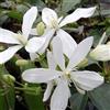 ClematisOnline Clematide Armandii (Sempreverde e Resistente) - Pianta Rampicante Perenne - Bianca - Vaso da 2 Litri | Clematis Piante rampicanti online