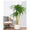 PERAGA GARDEN 1 PIANTA BEAUCARNEA O PIANTA MANGIAFUMO VASO 17CM PIANTA DA APPARTAMENTO PURIFICA L'ARIA