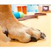 TAKTIKAL Dr. McHenry's Dog Toe Treads, Set di 24 Pezzi, Adesivo, Spazzola per la Pulizia, Maggiore trazione, Supporto per la Mobilità, Kit Grande, Peso: 18-27,2 kg, Peso Netto 45,4 g.