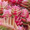 Generic SUNNYPLANTS - Crassula capitella thyrsiflora pianta, piante, talee, piante grasse, semi, talee Crassula