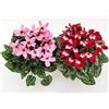 POWERS TO FLOWERS - CICLAMINO DIXIE ROSA e ROSSO, VASO 12CM, 2 PIANTE, piante vere