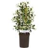 GardenersDream Trachelospermum Jasminoides - Gelsominoides - Pianta rampicante persistente, resistente al freddo, pianta esterna profumata
