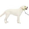 PetSafe Collare e guinzaglio Delicato con Dvd per addestramento
