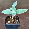 Generic SUNNYPLANTS - Sinningia Leucotricha, Gloxinia, Viola Africano, Piante Grasse, Piante d'Appartamento, Rechsteineria Leucotricha, 1 Tubero