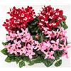 POWERS TO FLOWERS - CICLAMINO DIXIE ROSA e ROSSO, VASO 12CM, 4 PIANTE, piante vere