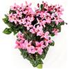 POWERS TO FLOWERS - CICLAMINO DIXIE ROSA, VASO 12CM, 3 PIANTE, piante vere