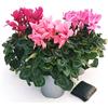 POWERS TO FLOWERS - CICLAMINO XXL GRANDIFLORA ROSA, VIOLA e ROSA BICOLORE, 3 PIANTE, vaso 17cm, piante vere