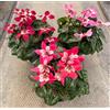POWERS TO FLOWERS - CICLAMINO DIXIE TRIS, VASO 12CM, 3 PIANTE, piante vere