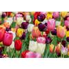 Flora Import 15 x Tulipa Mix - Tulipani misti - Calibro Superiore