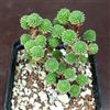 Generic SUNNYPLANTS - Sedum Multiceps, Miniature Joshua Tree, Talee Piante Grasse