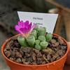 Generic SUNNYPLANTS - Frithia Pulchra - Piante Lithops, Piante Grasse in Pietra Viva, Dita dei Bambini, Pietre Vive