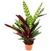 exotenherz XXL shade plant with unusual leaf pattern - Calathea lancifolia - 17cm pot - ca. 60-70cm high