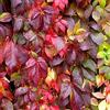 GardenersDream Vite vergine Parthenocissus Engelmannii | Impianto rampicante legnoso deciduo per giardino
