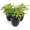 POWERS TO FLOWERS - SALVIA BIO 3 PIANTE, piante vere