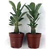 Pungilandia Adenium Obesum Rosa del Deserto - Set 2 Piante Grasse Vere in Vaso 5,5 cm - Pianta Succulenta da Interno ed Esterno.