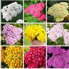 QEBIDVL 2000+ Miscela di achillea, non OGM, Bassa manutenzione, varietà antica, achillea a impollinazione libera per piantare in casa, giardino