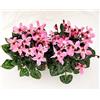POWERS TO FLOWERS - CICLAMINO DIXIE ROSA, VASO 12CM, 2 PIANTE, piante vere