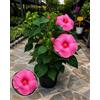 POWERS TO FLOWERS - IBISCO, HIBISCUS PALUSTRE ROSA INTENSO, MOSCHEUTOS, LUNA PINK, XL, VASO 20CM DIAMETRO, pianta vera