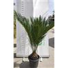 Vivai Decandia Giovanni PIANTA DI CYCAS REVOLUTA CICAS PALMA NANA V.24 CM ALTEZZA 60 CM (foto reali)