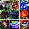 Generico 180 Semi DI ROSA in 9 Varietà RARE e RICCHE di COLORI:20 ARCOBALENO,20 NERA,20 ROSA SIMSALABIM,20 BLACK BACCARA',