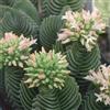 Generic SUNNYPLANTS - Crassula Buddha's Temple Pianta Grassa, Talee, 2-3 cm