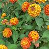 Generic lantana - di esotici di selvatici lantana da recisi da giardino siepi, arbusti,ti primaverili, in vaso 500semi