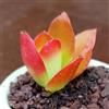 Generic SUNNYPLANTS - Crassula Subacaulis Erosula Campfire, Piante Grasse, Talee, 4-6 cm