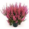 POWERS TO FLOWERS - ERICA GRACILIS TRIS (1 ROSSA 2 ROSA) 3 PIANTE, piante vere