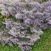 Generic Portal Cool Limonium Latifolium (50 Mezzi Grani)