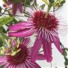 GardenersDream Passiflora 'Anastasia' Passionsblume Klettern außen Gartenpflanze in 9cm TopfL8
