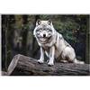 WallArena - Carta da parati fotografica - lupo 150x105 cm - Murale fotografico - Per soggiorno e camera da letto - Effetto 3D - con Colla - Animali della foresta