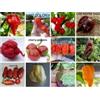 Generico 120 Semi PEPERONCINO in 12 Varietà delle Più Piccanti e Gustose del Mondo COLLEZIONE 2:TRINIDAD MORUGA SCORPION,BHUT JOLOKIA,CARIBBEAN RED HABANERO...