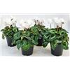 POWERS TO FLOWERS - CICLAMINO A FIORE GRANDE BIANCO, CICLAMINO DA BALCONE, 4 PIANTE, VASO 14CM Diametro, piante vere