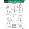 Field Studies Council Guide to British bird tracks and signs