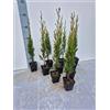 Generico 10 Piante Vere di Cipresso Toscano, Cupressus Sempervirens Stricta - Vaso 7 cm - Giulian Giovani Piante
