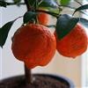 AMDGarden Limone Mandarino Limomandarino Limetta Rossa Alberetto Sempreverde in Vaso 14 cm per Esterni