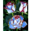 CUIKWA Rosa rara - Arbusto di rosa perenne resistente - Molto profumato - Adatto per la coltivazione in vaso e nel terreno-1 root-H