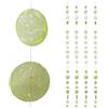 relaxdays Ghirlanda Carillon, Set da 4, Finestra, Balcone, Porta, Tende con Conchiglie, L: 180 cm, Stella, Verde Chiaro