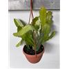 Generico Vivaio Garden Forest Epiphyllum Pianta a Fiore Rosso, Basket 14cm | Lingua della Suocera Grande, Pianta vera, Pianta parassita, Cactacea senza spine, Pianta tropicale, Ambiente umido