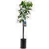 SUN TOUCH Pianta di Pompelmo - Citrus paradisi - Frutto Giallo - H100cm inclusa Fitocella