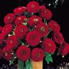 Generic Zinnia Benary gigante rosso intenso annuale