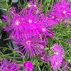 Generic 30 metà Eispflanze Tafelberg (Delosperma cooperi)
