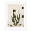 Poster and Frame Poster Cabo Cactus IX -