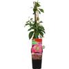 Bloomique - Parthenocissus quinquefolia 'Engelmannii' - Vite americana - Rampicante - Piante da giardino - Resistente al freddo - Alta 50-70 cm - Vaso 15 cm