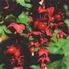 Generic Portal Cool Leycesteria FormosaGolden lanterne himalayana Honeysuckle False noce moscata 50 Seed